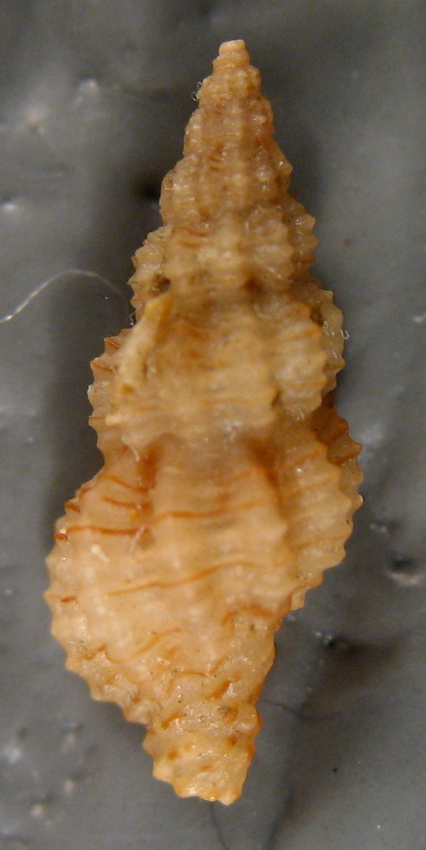 Raphitoma sp.